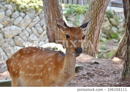 Kinkasan deer Miyagi 106108111