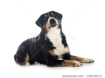 adult Appenzeller Sennenhund 106108137
