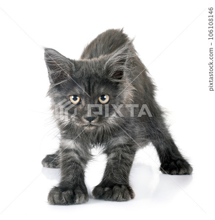 maine coon kitten maine coon kitten 106108146