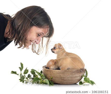chihuahuas and woman in studio 106108151