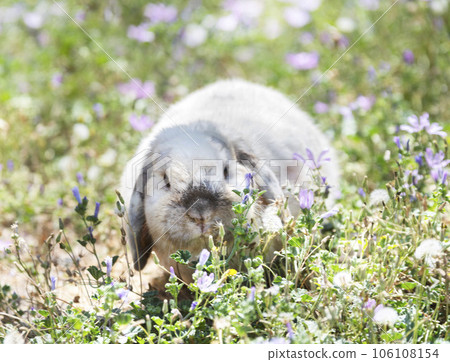 Lop rabbit in garden Lop rabbit in garden 106108154