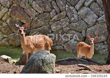 金華山鹿宮城 106108184