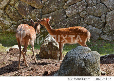 金華山鹿宮城 106108186