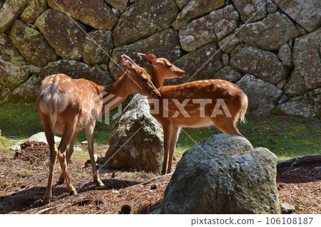 金華山鹿宮城 金華山鹿宮城 106108187
