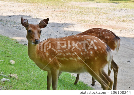 金華山鹿宮城 106108244