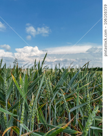 green wheat farm field green wheat farm field 106108359