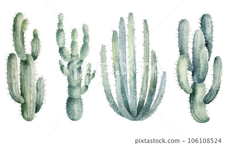Watercolor illustration of cacti isolated on white background. Floral illustrations for your projects, greeting cards and invitations. 106108524