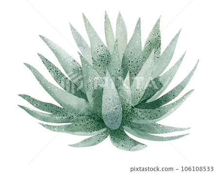 Green Aloe Vera plant, watercolor illustration, hand drawn, botanical painting on isolated white background 106108533