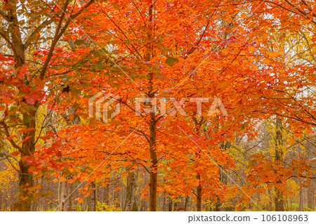 Natural autumn fall view of trees with red orange leaf in garden forest or park. Maple leaves during autumn season. Inspirational nature in october or september. Change of seasons concept Natural autumn fall view of trees with red orange leaf in garden forest or park. Maple leaves during autumn season. Inspirational nature in october or september. Change of seasons concept 106108963