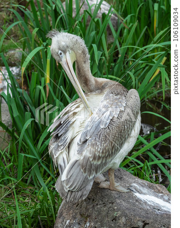 Beautiful big pelican resting near a lake. Great white pelican is a bird in the pelican family. Wild nature animal. Beautiful big pelican resting near a lake. Great white pelican is a bird in the pelican family. Wild nature animal. 106109034