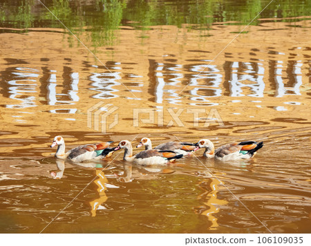 Flock of Nile geese swim beautifully on the red water with reflection. Flock of Nile geese swim beautifully on the red water with reflection. 106109035