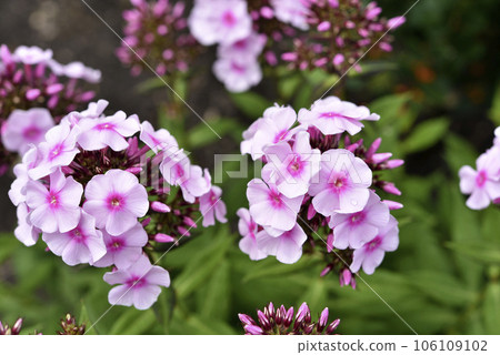 Light pink phlox flowers in the summer garden. Polemoniaceae. 106109102
