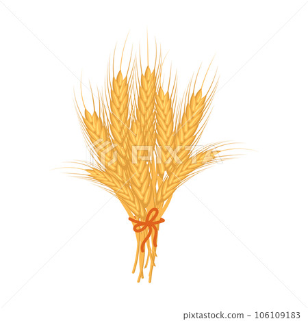 Bouquet of spikelets of wheat. Agriculture icon, design element, vector 106109183