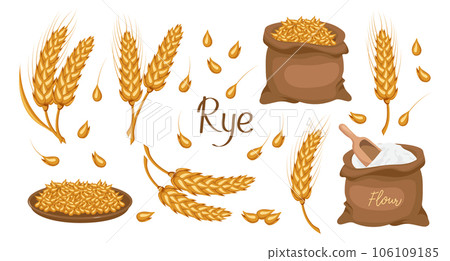 A set of grains and spikelets of rye. Rye plant, rye grains in a plate and bag, rye flour. Agriculture background, design elements, vector A set of grains and spikelets of rye. Rye plant, rye grains in a plate and bag, rye flour. Agriculture background, design elements, vector 106109185