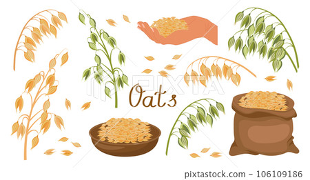 A set of grains and spikelets of oats. Oats plant, oat grains in a plate, in a hand and a bag. Agriculture background, design elements, vector A set of grains and spikelets of oats. Oats plant, oat grains in a plate, in a hand and a bag. Agriculture background, design elements, vector 106109186