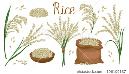 A set of grains and spikelets of rice. Rice plant, rice grains in a plate and bag, rice bouquet. Agriculture background, design elements, vector A set of grains and spikelets of rice. Rice plant, rice grains in a plate and bag, rice bouquet. Agriculture background, design elements, vector 106109187