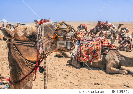 Camels Await Near Giza Pyramids 106109242