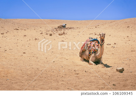 Lonely camel or dromedary in the Giza desert 106109345