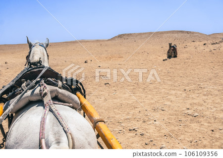 A white horse pulls a wagon in the desert near the pyramids of Giza 106109356