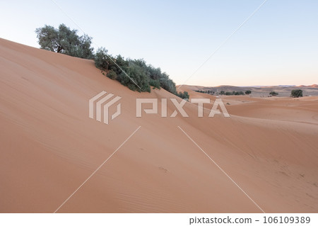 The evergreen vegetation in the middle of the sand dunes of the sahara The evergreen vegetation in the middle of the sand dunes of the sahara 106109389