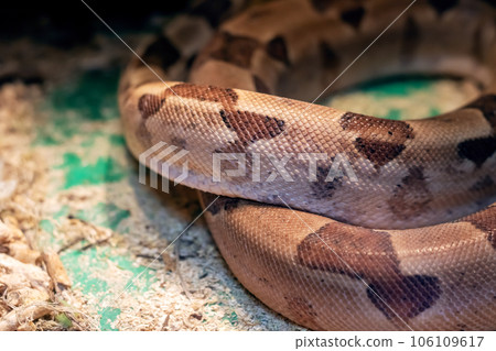 Small brown snake in a terrarium closeup Small brown snake in a terrarium closeup 106109617