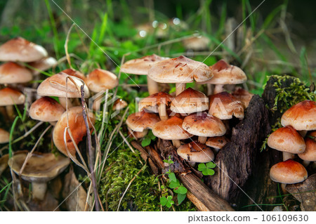 Hypholoma sublateritium fasciculare sulphur tuft inedible mushroom cluster in old wood tree trunk stump with fresh wet green moss. Bright forest nature close-up macro background 106109630