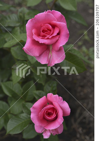 Beautiful red rose flowers. Bushes with red flowers in the garden in summer. 106109707