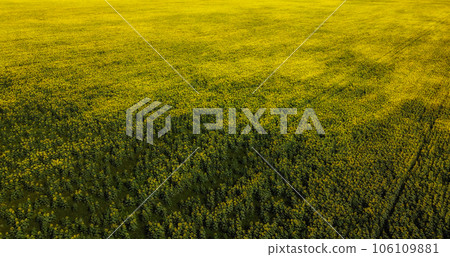 A picturesque field of sunflowers aerial view. A farm field on a hot summer day, landscape. 106109881