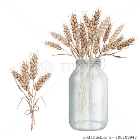 Ears of wheat in a glass vase jar. Autumn harvest. Watercolor hand painting illustration on isolated white background. For design bakery, home products, restaurant menu element, recipe cooking book 106109948