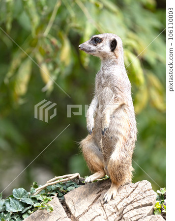 Meerkat (Suricata suricatta) on watch-duty, selective focus 106110003