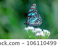 Beautiful butterfly on flower during sprintime 106110499