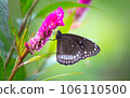 Crow Butterfly on flower during Spring season 106110500