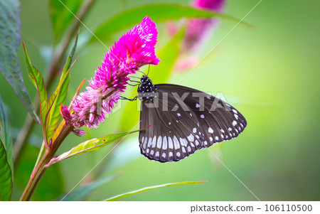 Crow Butterfly on flower during Spring season Crow Butterfly on flower during Spring season 106110500