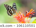 Beautiful Lime Butterfly on flower drinking nectar during Springtime 106110501