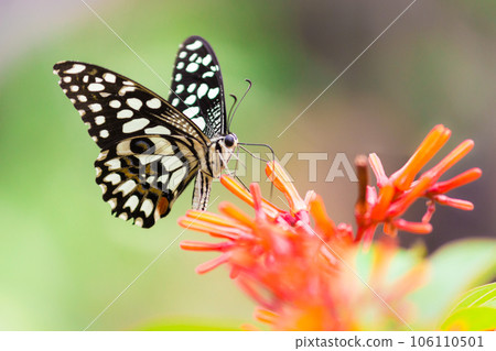 Beautiful Lime Butterfly on flower drinking nectar during Springtime 106110501