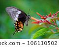 Beautiful Mormon butterfly on flower drinking Nectar during Spring season 106110502