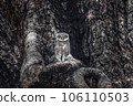 Owl sitting on tree trunk camouflaged 106110503