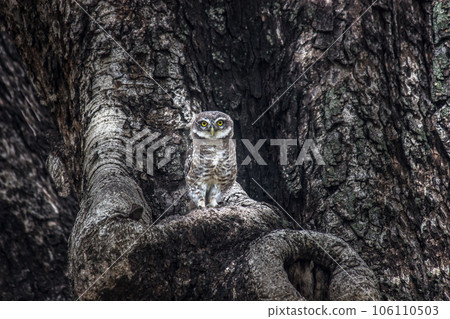 Owl sitting on tree trunk camouflaged 106110503