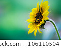Sunflower in full bloom during Springtime 106110504