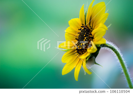 Sunflower in full bloom during Springtime 106110504