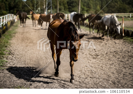 beautiful horses in a stud farm beautiful horses in a stud farm 106110534