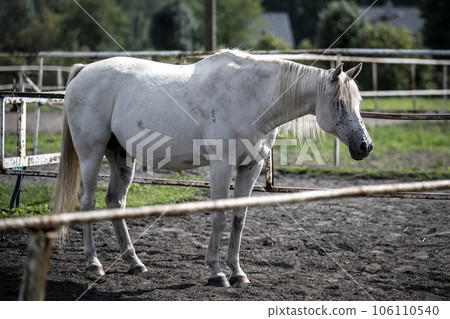 beautiful horses in a stud farm beautiful horses in a stud farm 106110540
