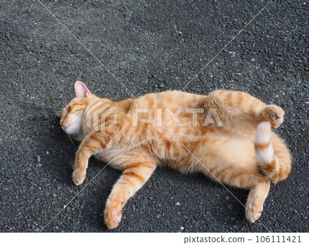 cute cat stretching cute cat stretching 106111421