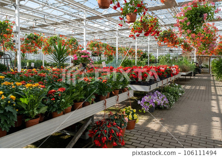 Green plants growing at the greenhouse with different flowers inside. 106111494
