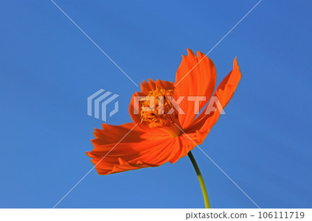  黃波斯菊 106111719