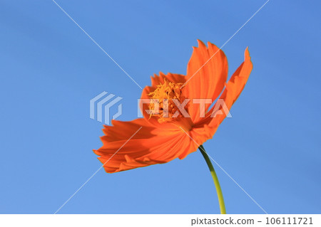 黃波斯菊 黃波斯菊 106111721