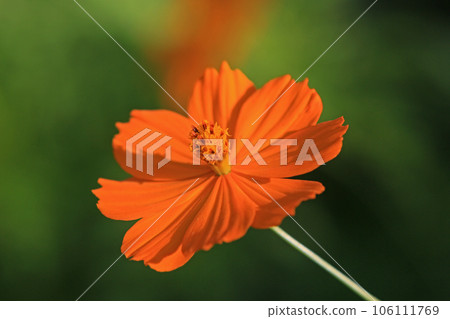  黃波斯菊 106111769