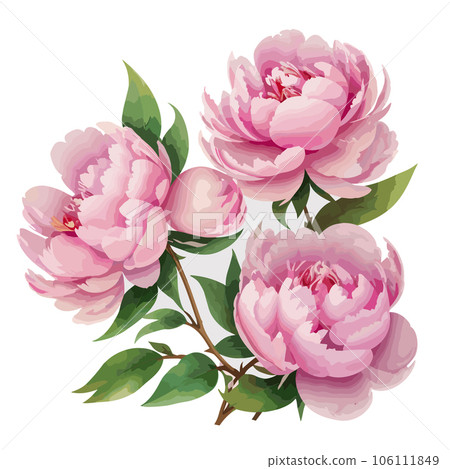 Beautiful pink peony flowers with green leaves. Vector illustration. 106111849