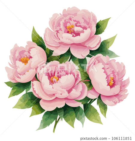 Beautiful pink peony flowers with green leaves....-插圖素材 [106111851 ...