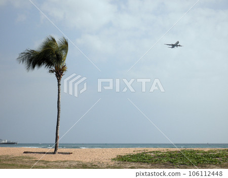 Plane passes over a beach and coconut tree 106112448